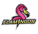 Flamingos